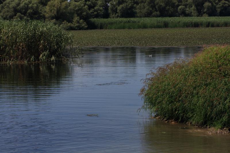 248-Delta del Danubio,7 agosto 2011.JPG